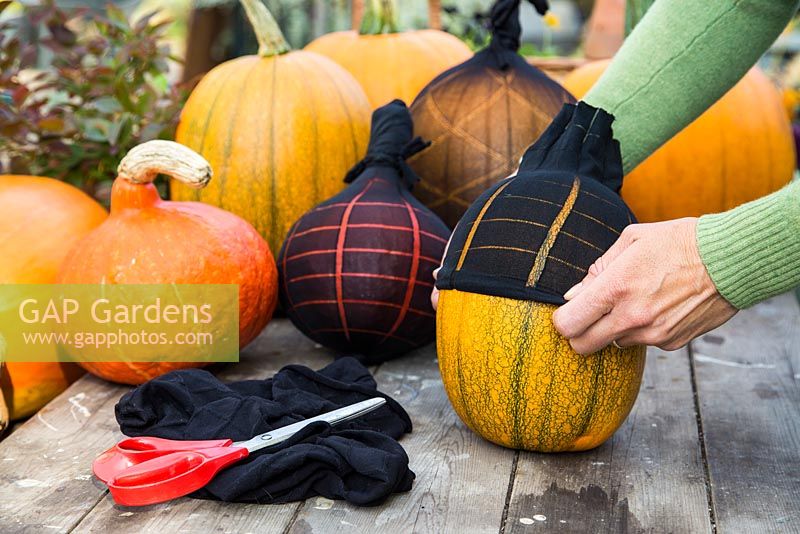 Wrapping a pair of tights around a pumpkin