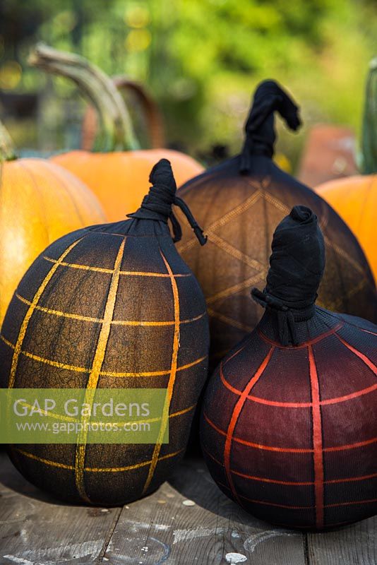 Tights tied around a group of pumpkins