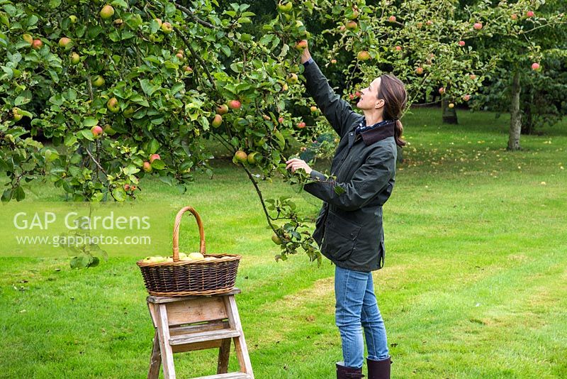 Woman harvesting Apple 'Bramley'. Malus domestica