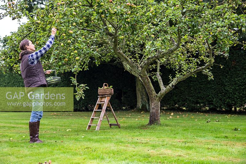 Woman harvesting Apple 'Bramley'. Malus domestica