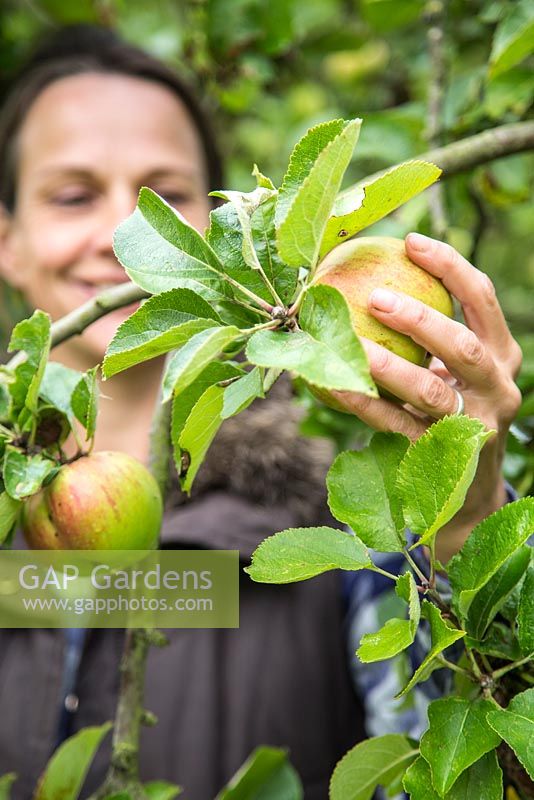 Woman harvesting Apple 'Bramley'. Malus domestica