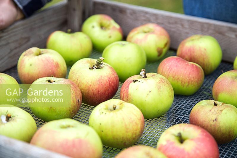 Tray of harvested Apple 'Bramley'. Malus domestica