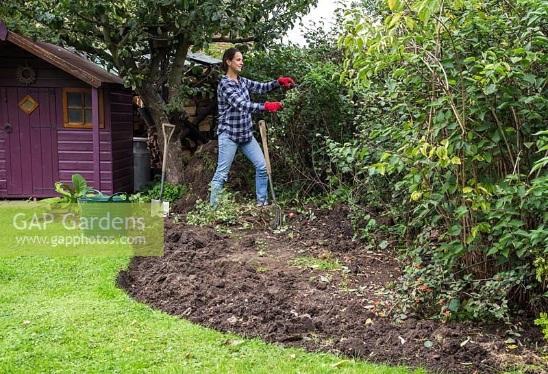 Cutting back overgrown hedge