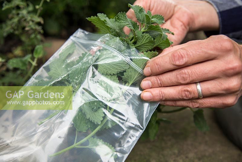Putting cuttings of Catmint Nepeta mussinii into a plastic bag