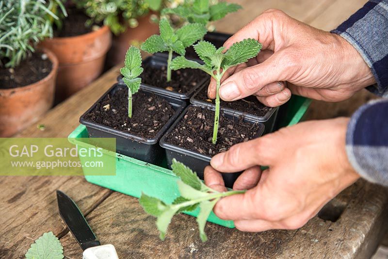 Placing cuttings of Catmint (Nepeta mussinii) into pots