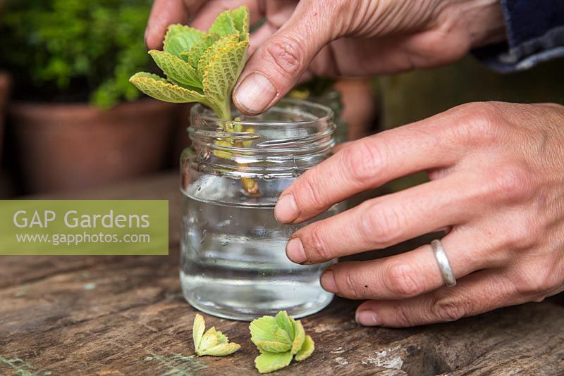 Placing cuttings of Coleus Canina Green - Scaredy Cat in water