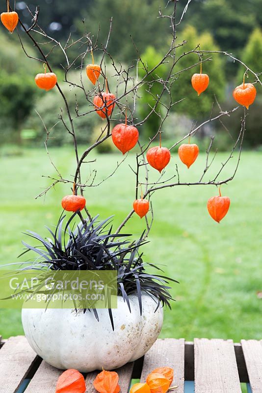 Display of Physalis and Ophiopogon planiscapus planted within a Pumpkin 'Crown Prince'.