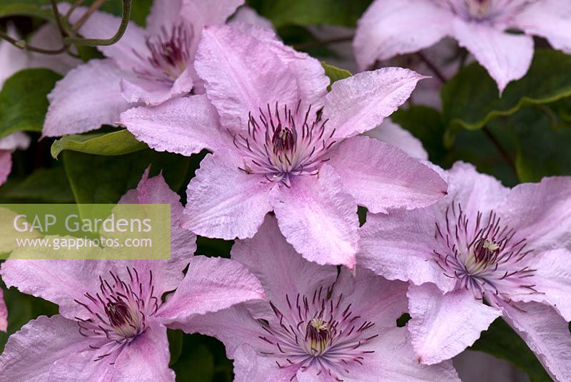 Clematis 'Hagley Hybrid'