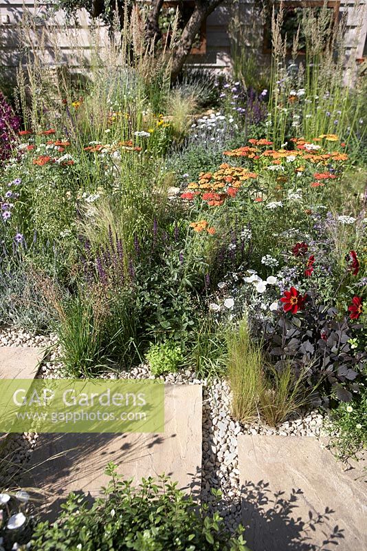 'Four Corners'. RHS Hampton Court Flower Show 2013.  Planting includes Dahlia 'Romeo', Achillea 'Terracotta', Lavender, Salvia nemerosa 'Caradonna', Stipa tenuissima, Briza media, Calamagrostis x acutiflora 'Waldenbuch',  Convolvulus cneorum and Catananch caerula.