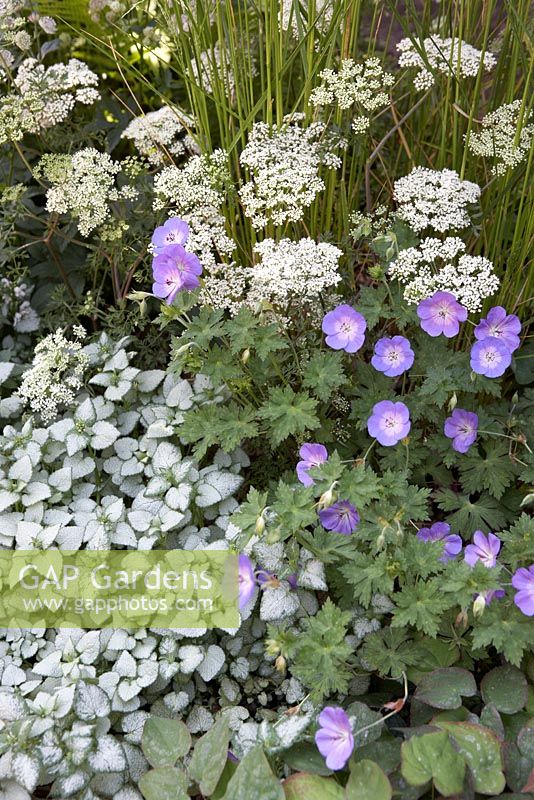 'Athanasia'. Sponsors -  GreenAcres Woodland Burials, Weald Design Ltd, Hartly Botanic, The Garden Collection, Garden.Life.Love, Oakwrights, PGP.  RHS Hampton Court Flower Show 2013.