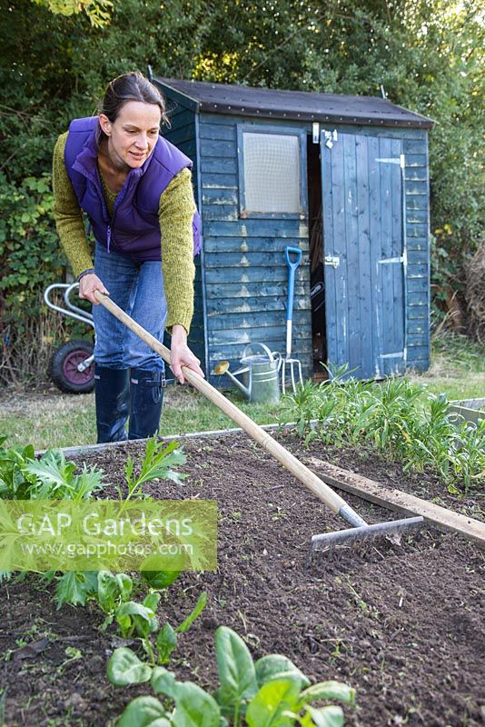 Woman raking vegetable patch in allotment
