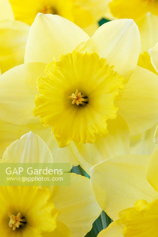 Narcissus  'Saint Patrick's Day'  Daffodil  Division 2 Large-cupped 