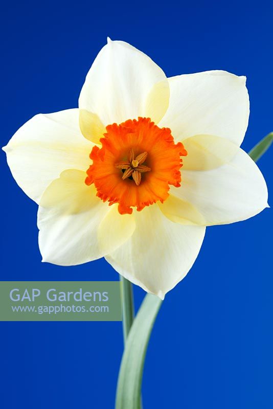 Narcissus 'Barrett Browning' - Daffodil  Division 3,  Small-cupped 