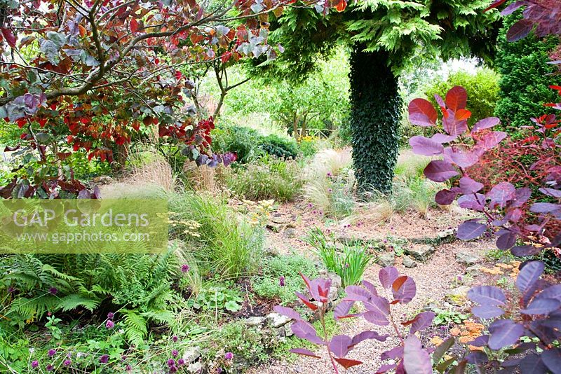 Dramatic late summer colours generated by Cotinus - Smoke Bush with Achillea, mixed Grasses and Ferns