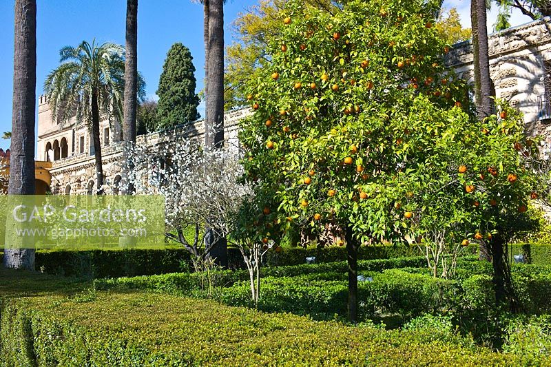 Seville Orange tree - Citrus aurantium in The Ladies Garden with the Galer­a del Grutesco at the Real Alcazar, Seville, Andalusia, Spain