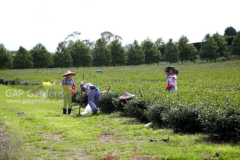 People harvesting Camellia sinensis