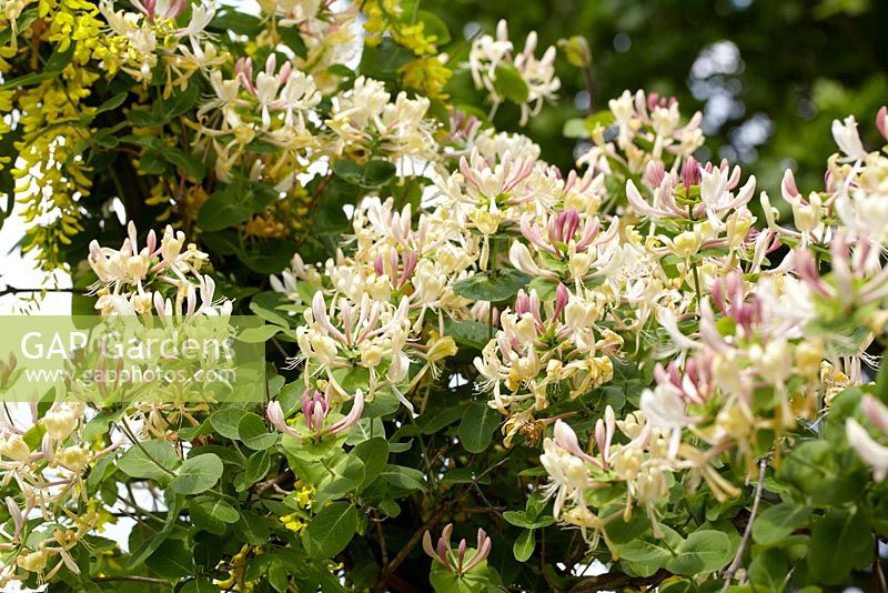 Lonicera caprifolium