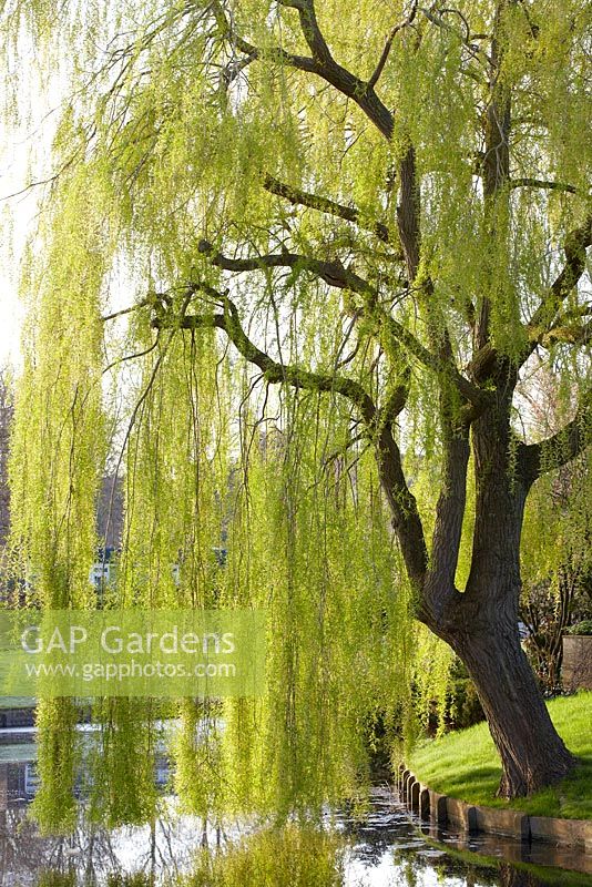 Salix x sepulcralis 'Chrysocoma'