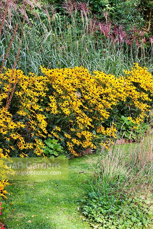Grass path to Dogs' Paddock bordered by Miscanthus sinensis Malepartus hedge, Rudbeckia var. sullivantii 'Goldsturm', geranium macrorrhizum