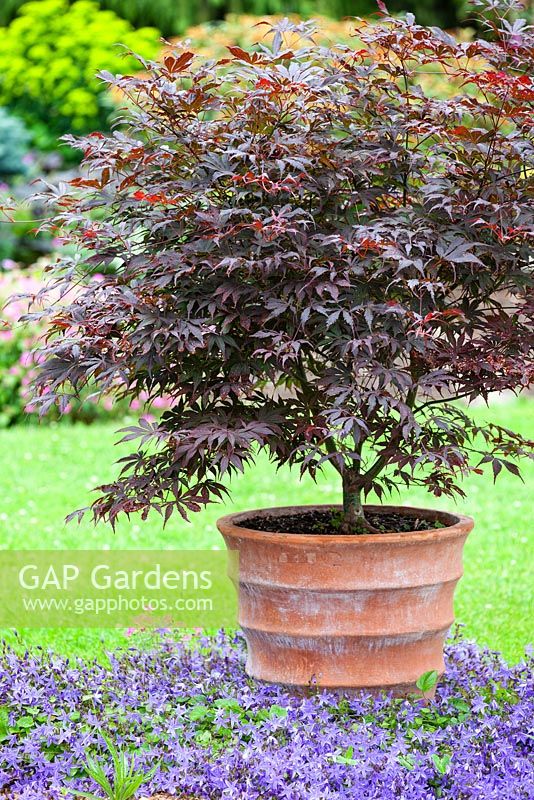 Acer palmatum Atropurpureum, Blood leaf Japanese Maple in container with Campanula poscharskyana Blue Waterfall, Bellflower at base.