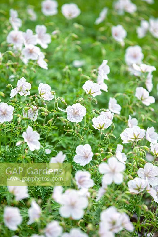 Geranium clarkei Kashmir White, Perennial, June. 