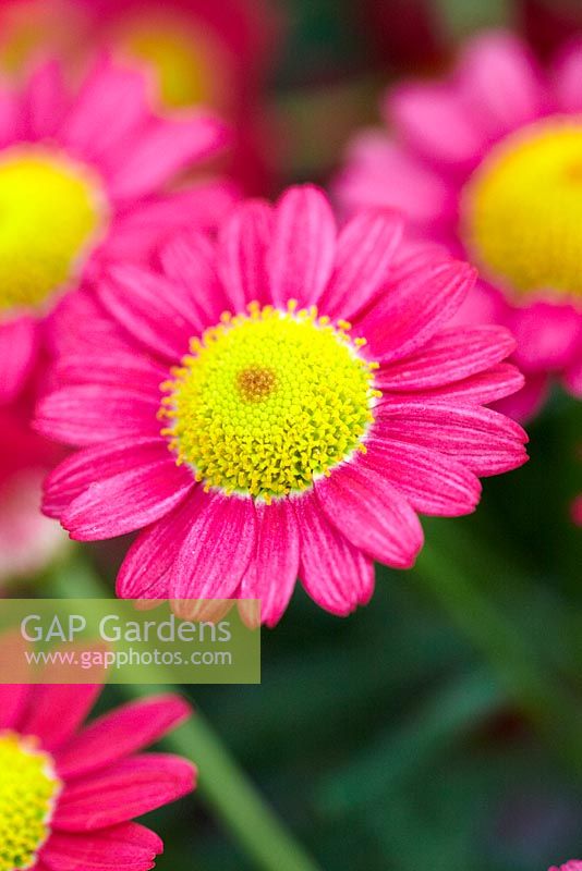 Argyranthemum frutescens 'Percussion Fire'