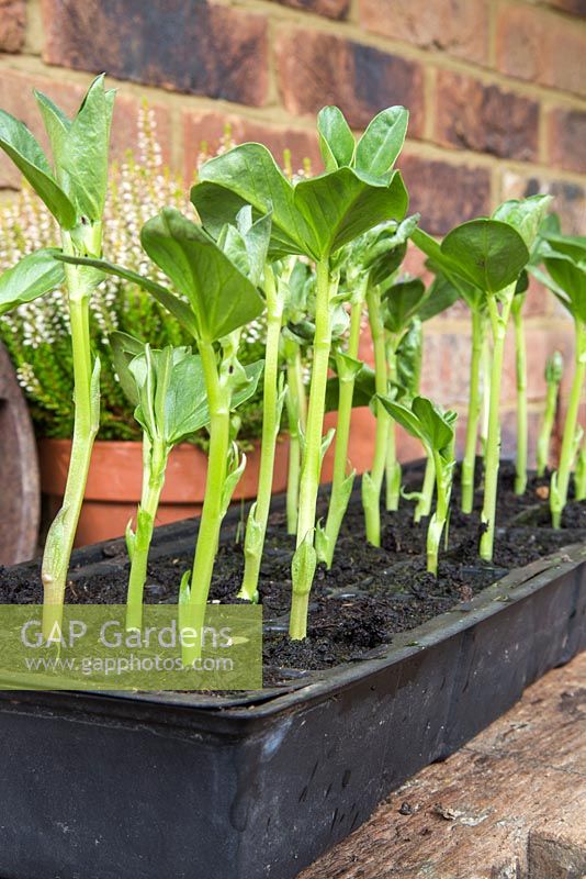 Growth development of Broadbean 'Aquadulce Claudia'