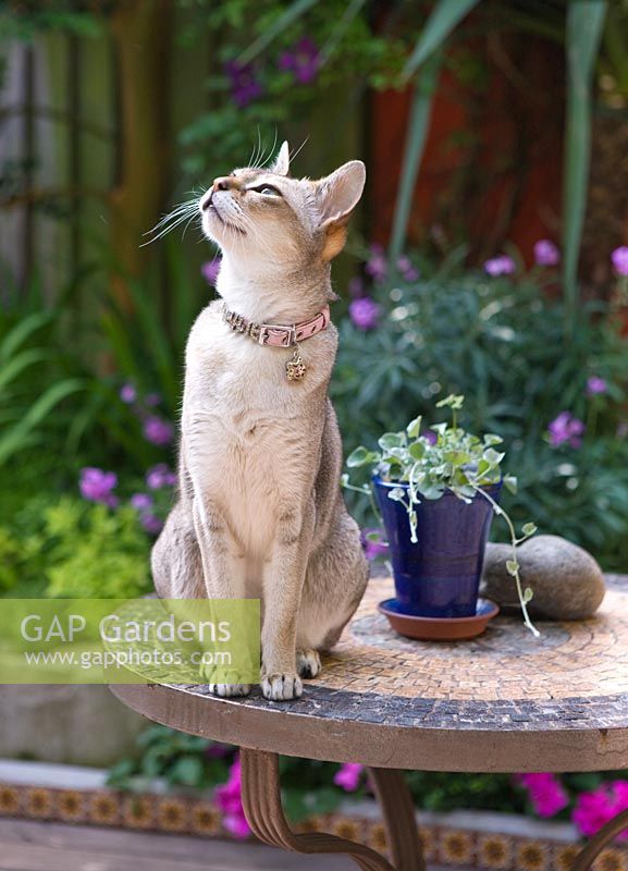 Mixie the Abyssinian cat on garden table, Small town garden, Brighton, UK 
