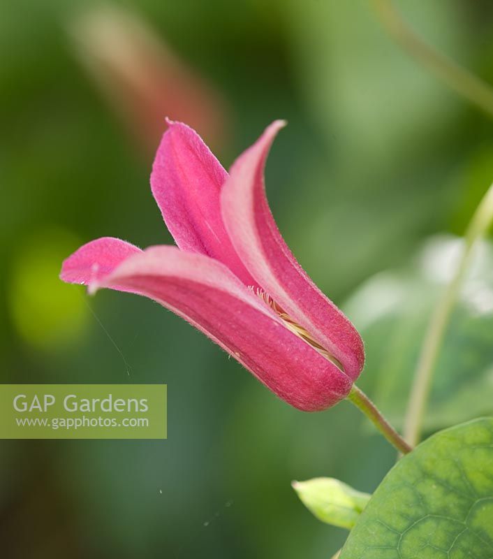 Clematis texensis 'Princess Diana' 