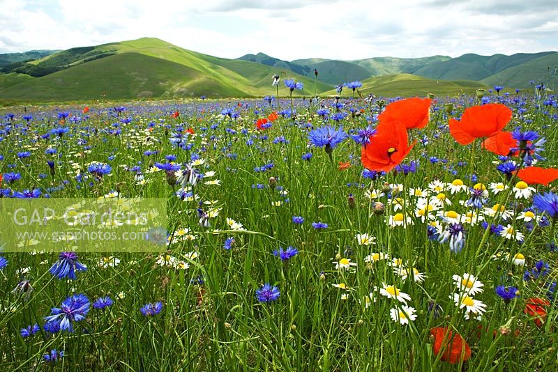 Centaurea cyanus, Papaver rhoeas and Anthemis catula in wildflower meadow. Piano Grande - Monti Sibillini, Umbria, Italy