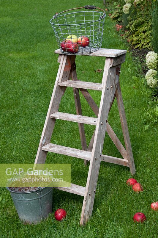 Harvested apples with step ladder