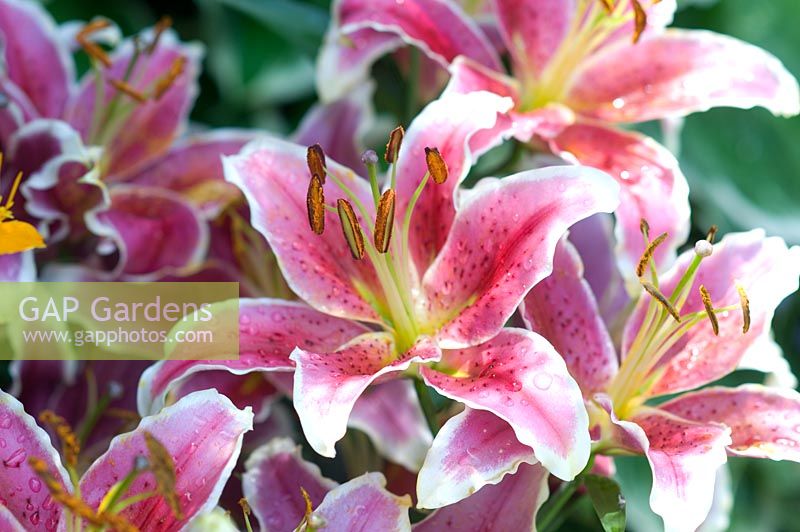 Lilium 'Anastasia'