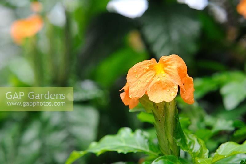 Crossandra Infundibuliformis - Firecracker flower (