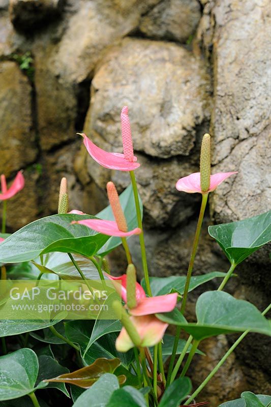 Anthurium andraeanum - Flamingo Lily 
