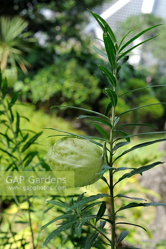 Gomphocarpus Physocarpus - Butterfly Flower