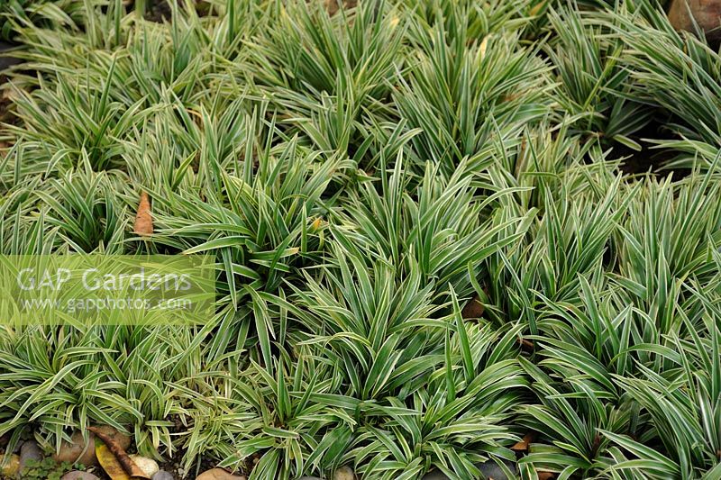 Chlorophytum Bichetii - Bichetii Grass 