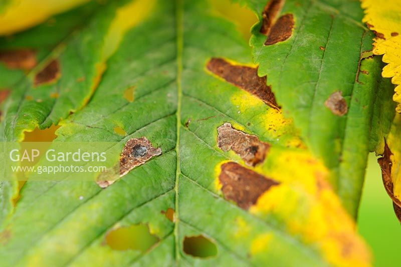Aesculus hippocastanum - Horse chestnut leaves showing signs of damage by leaf  miners