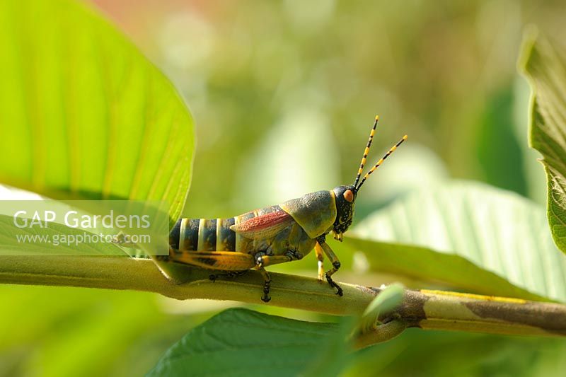 Orthoptera: Pyrgomorphidae - Elegant grasshopper