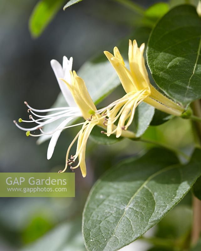 Lonicera japonica 'Hall's Prolific'