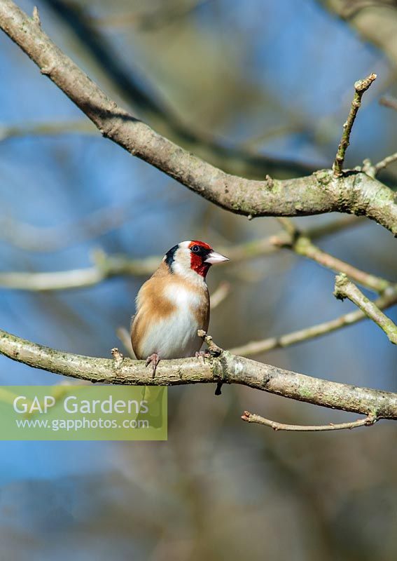 Carduelis carduelis - goldfinch
