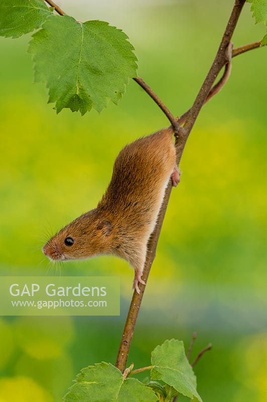 Micromys minutus - Young harvest mouse  climbing