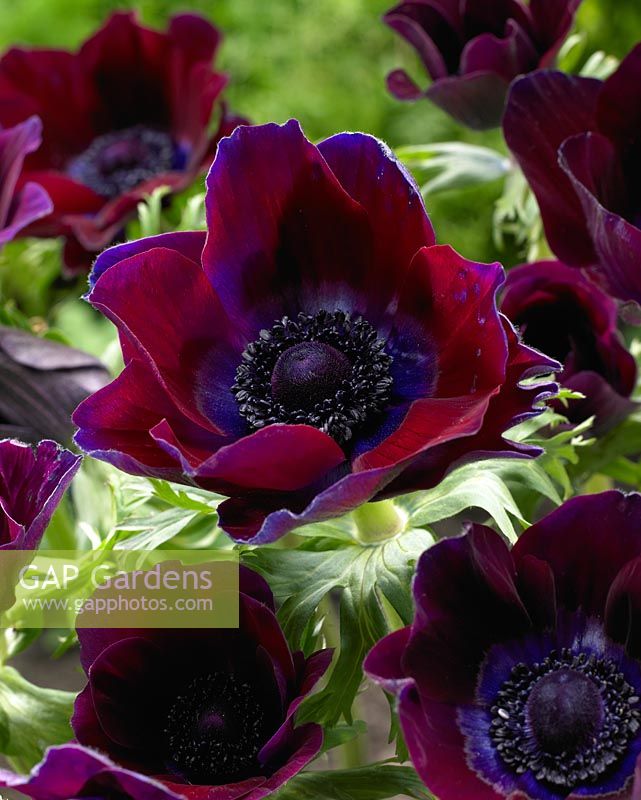 Anemone coronaria 'Meron Bordeaux'