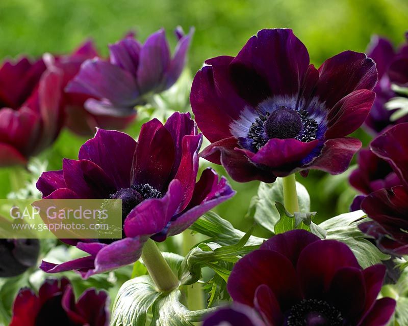 Anemone coronaria 'Meron Bordeaux'