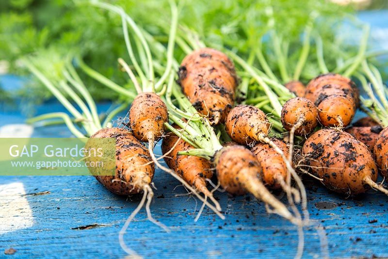 Harvested Carrot 'Royal Chantenay'