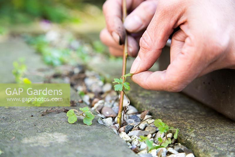 Transplanting self seeded Geranium maderense