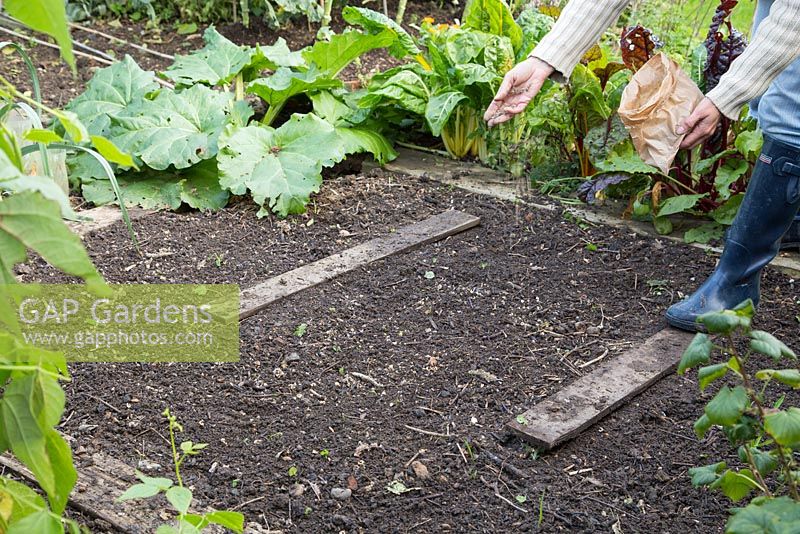 Sowing Phacelia in a vegetable patch.