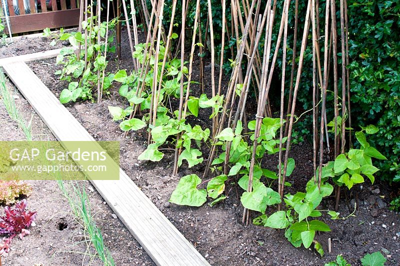 Vegetable plot with a row of runner beans supported by canes and wooden plank to aid with tending to plants