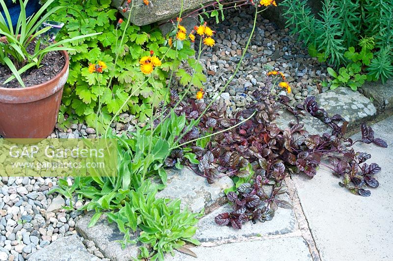 Ornamental gravelled area edged by cobble setts and stone paving with overhanging creeping Ajuga and Pilosella aurantiaca -  Fox-and-cubs Orange Hawkweed