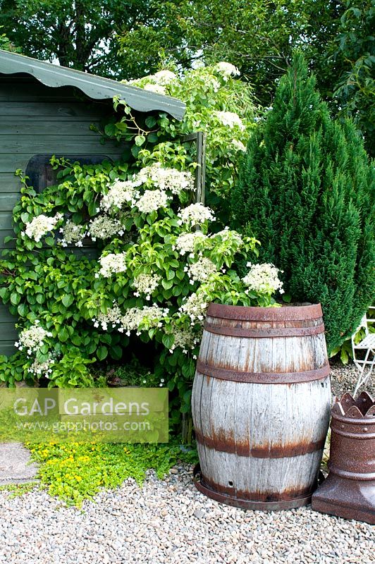 Climbing  Hydrangea anomala subsp. petiolaris against wooden shed and barrel on graveled area