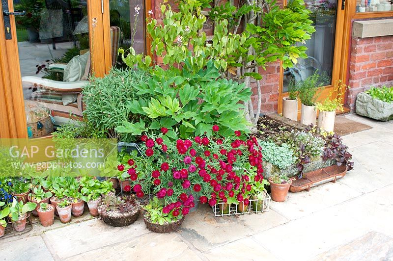 Attractive arrangement of vintage metal containers and pots on patio with Argyranthemum, Auricula, Peonia, Erysimum and small brick bed with Wisteria supported on brick wall